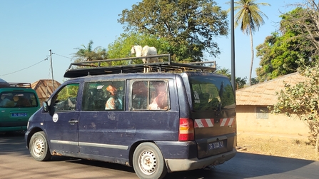 Kleinbusse transportieren Menschen, Gepäck und auch Schafe